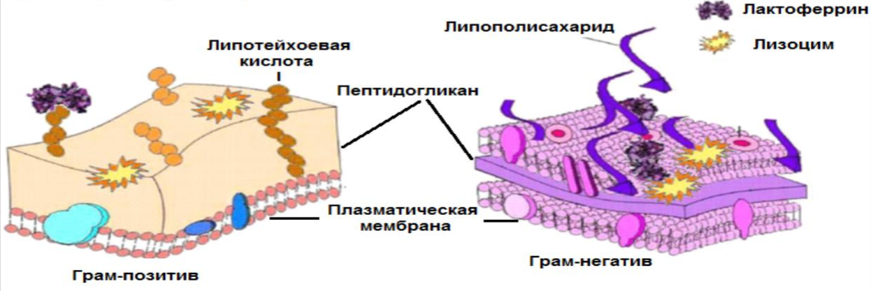Многофункциональность лактоферрина